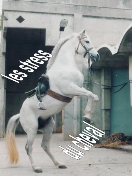 le stress du cheval
