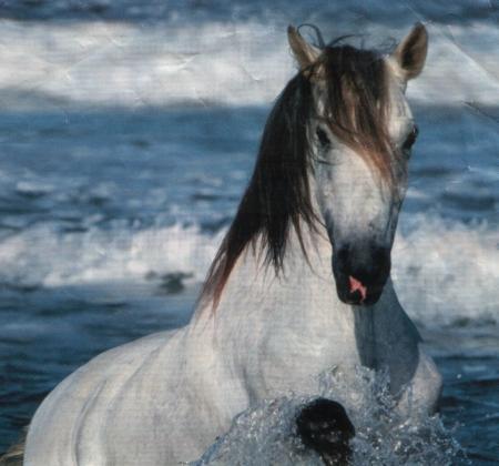 cheval